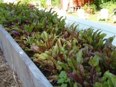 #2 Top Ten Vegetables To Grow, Beets! Image